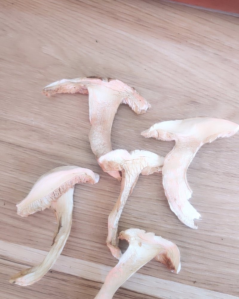 野生松茸干片1000克包邮