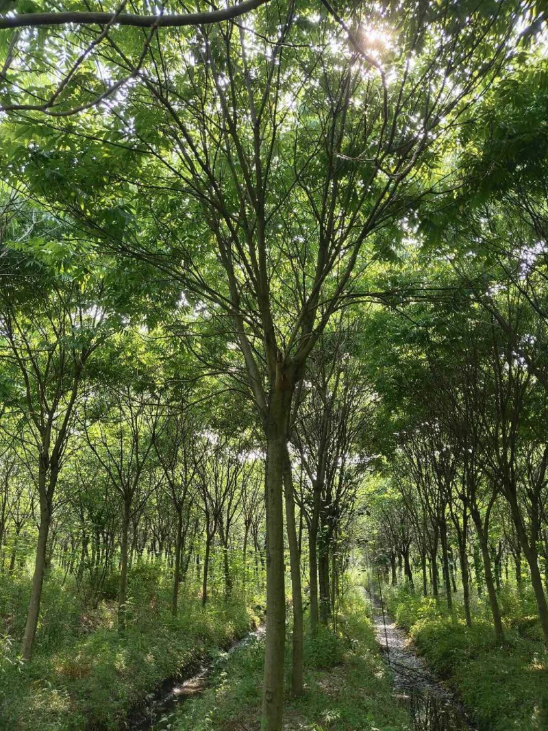 3-16公分无患子，树形优美，价格实惠！欢迎考察选购！