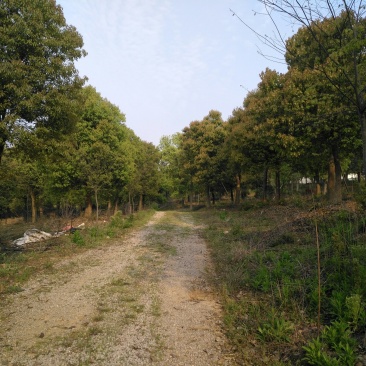12-30公分香樟，树形优美，价格实惠！
