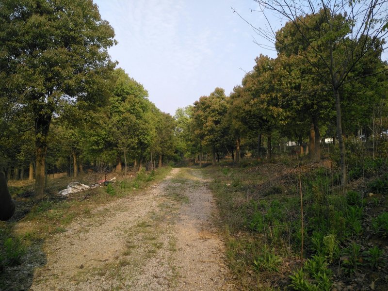 12-30公分香樟，树形优美，价格实惠！