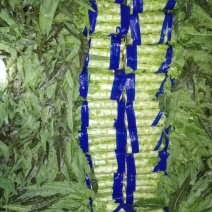 红尖叶莴苣，1.5～2.5斤我处莴苣种植面积有上万亩