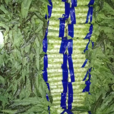 红尖叶莴苣，1.5～2.5斤我处莴苣种植面积有上万亩！