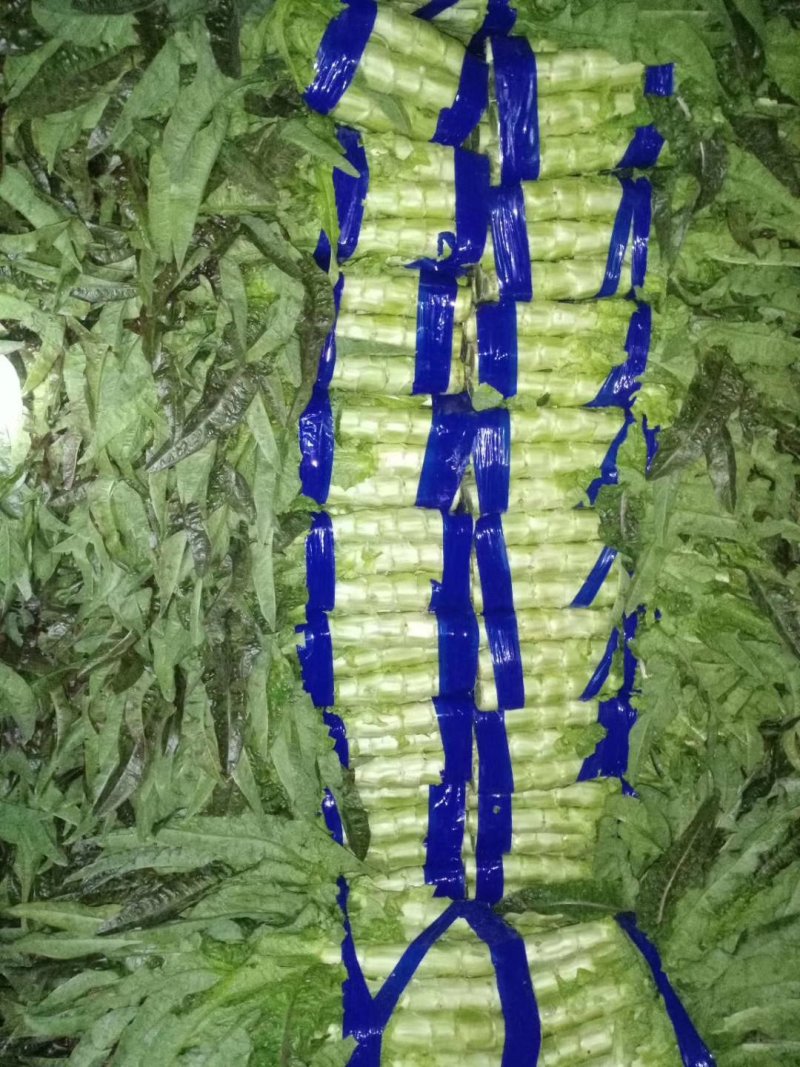 红尖叶莴苣，1.5～2.5斤我处莴苣种植面积有上万亩！