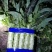 红尖叶莴苣，1.5～2.5斤我处莴苣种植面积有上万亩！