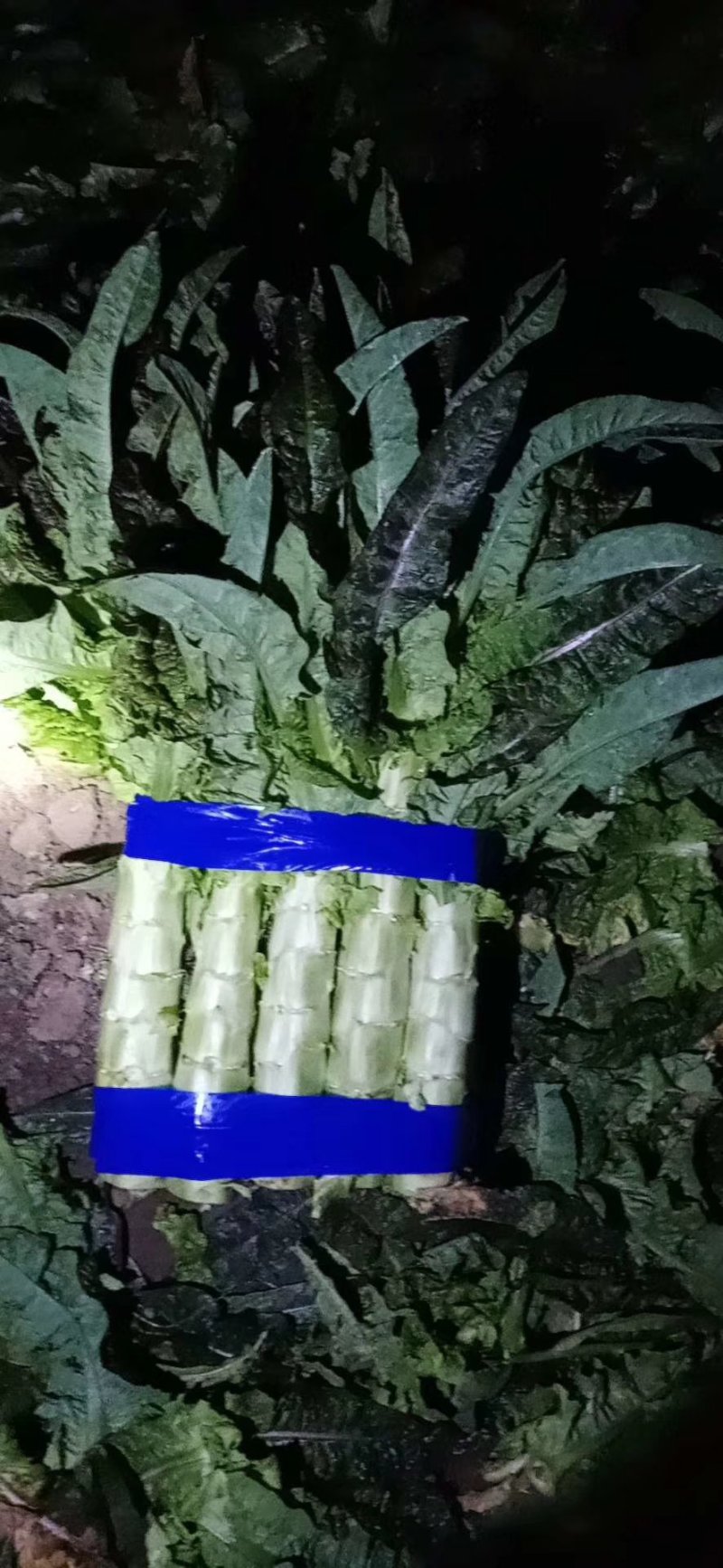 红尖叶莴苣，1.5～2.5斤我处莴苣种植面积有上万亩！