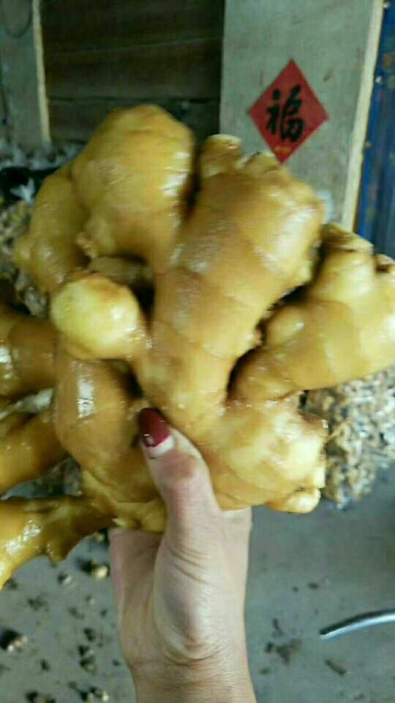 大黄姜《精选》生姜产地货源充足全国发货质量保证