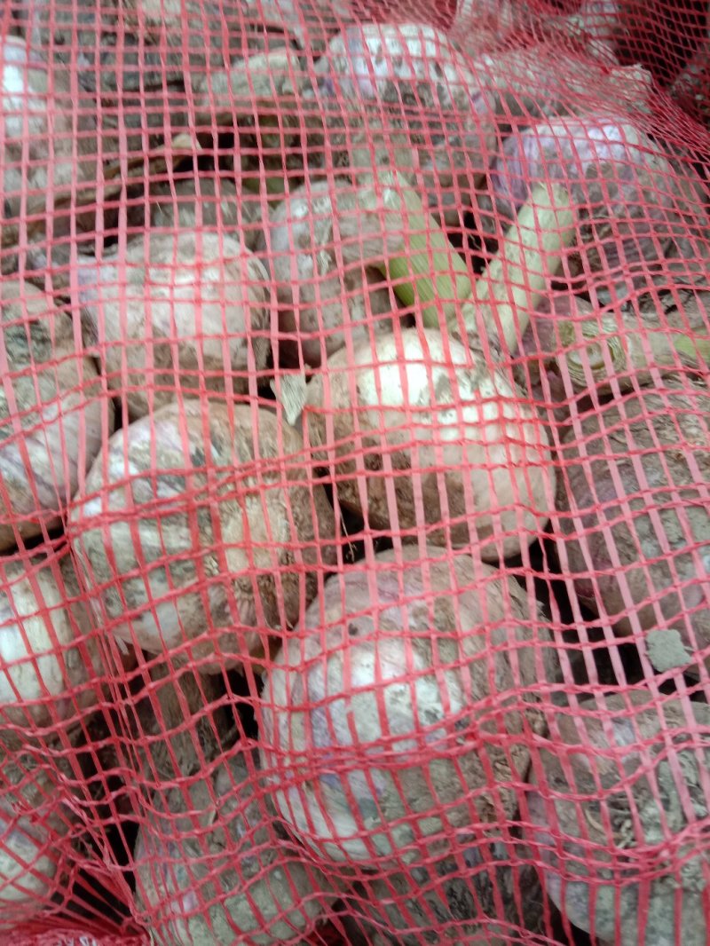 大蒜，万亩紫皮大蒜和白皮大蒜大量上市，质量保证，代发全国