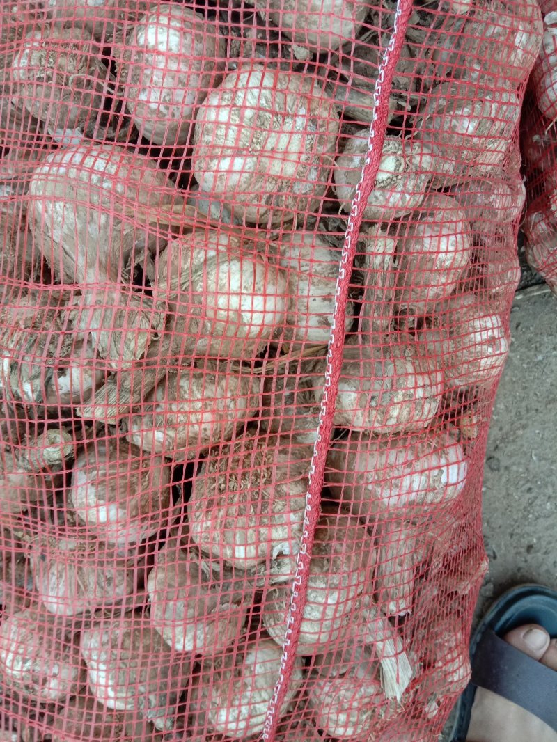 大蒜，万亩紫皮大蒜和白皮大蒜大量上市，质量保证，代发全国