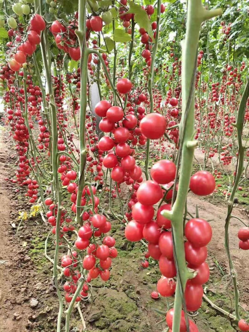 西红柿苗千禧贝贝花生果樱桃西红柿苗各色小西红柿苗供应