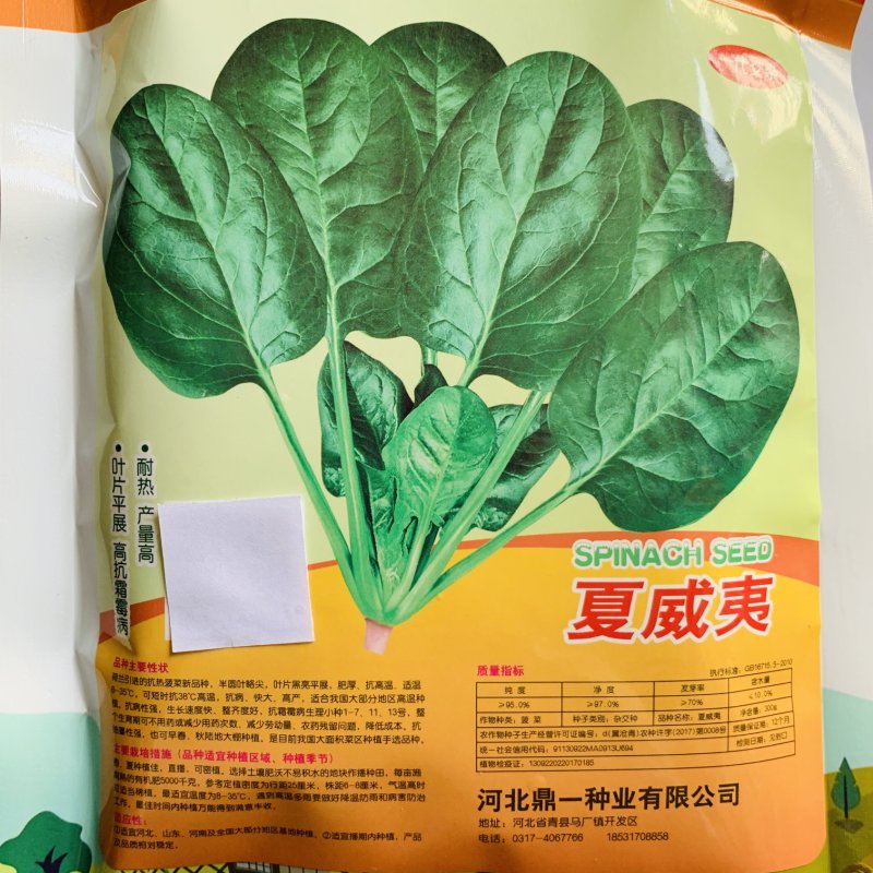 夏威夷菠菜种子短抗38度高温抗热菠菜种籽半圆叶耐热菜种