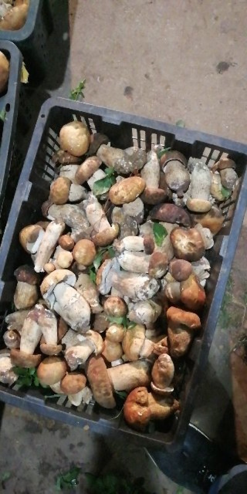 云南野生菌美味牛肝菌鲜货