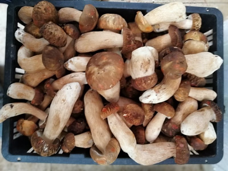 云南野生菌美味牛肝菌鲜货