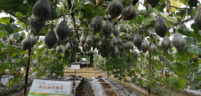 香味浓大果高产富贵香芋南瓜种子口感粉糯