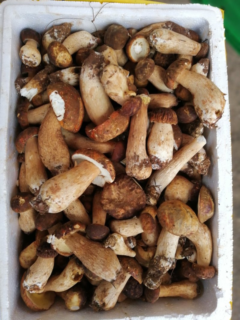 云南野生菌美味牛肝菌鲜货