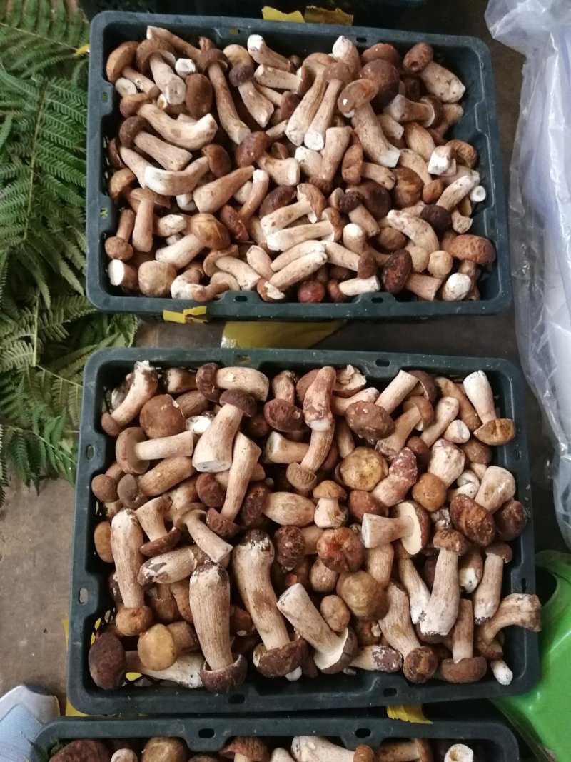 云南野生菌美味牛肝菌鲜货