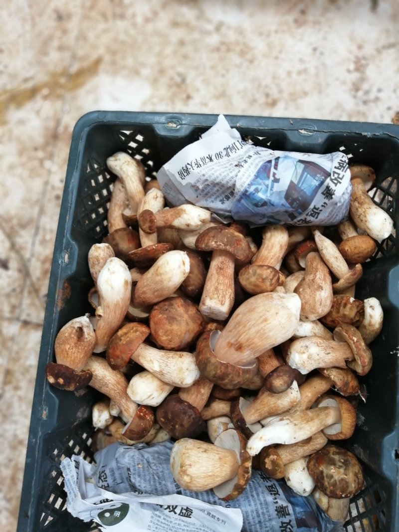云南野生菌美味牛肝菌鲜货