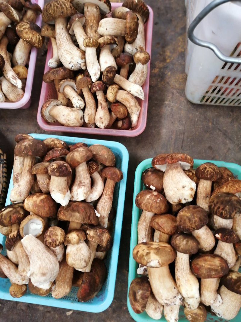 云南野生菌美味牛肝菌鲜货