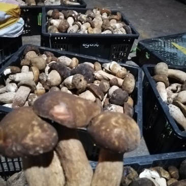 云南野生菌美味牛肝菌鲜货