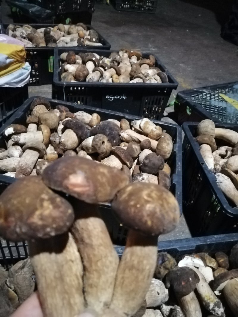云南野生菌美味牛肝菌鲜货