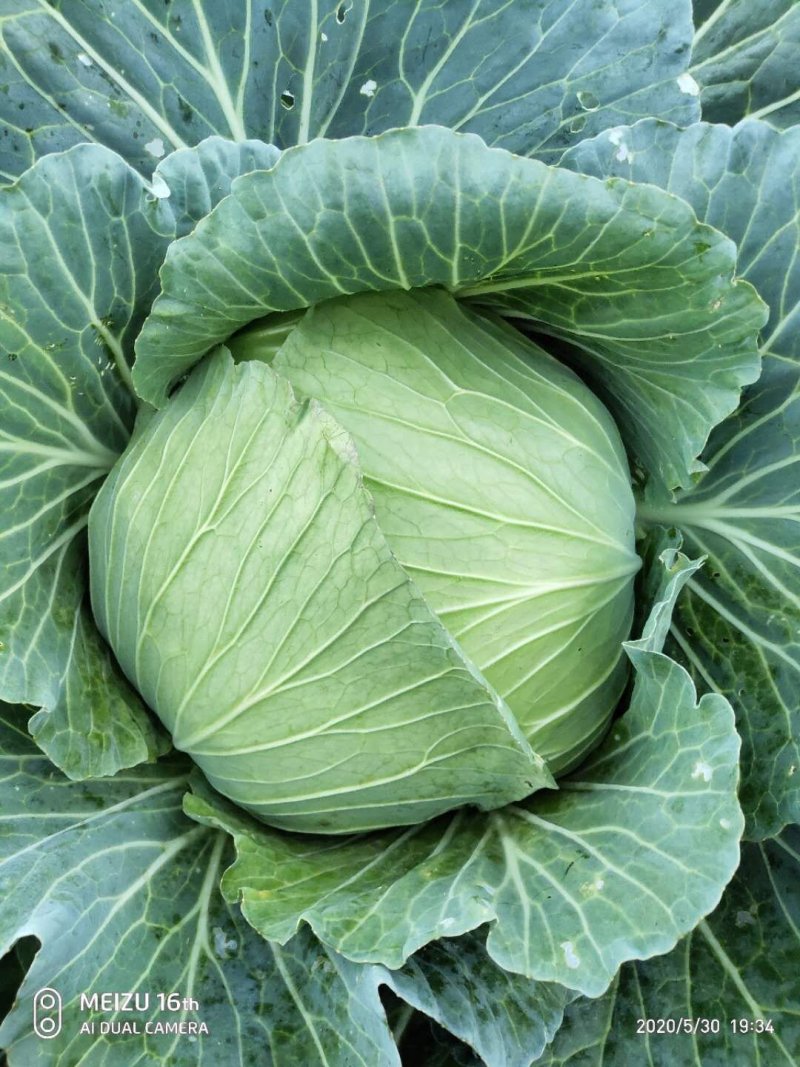 包菜