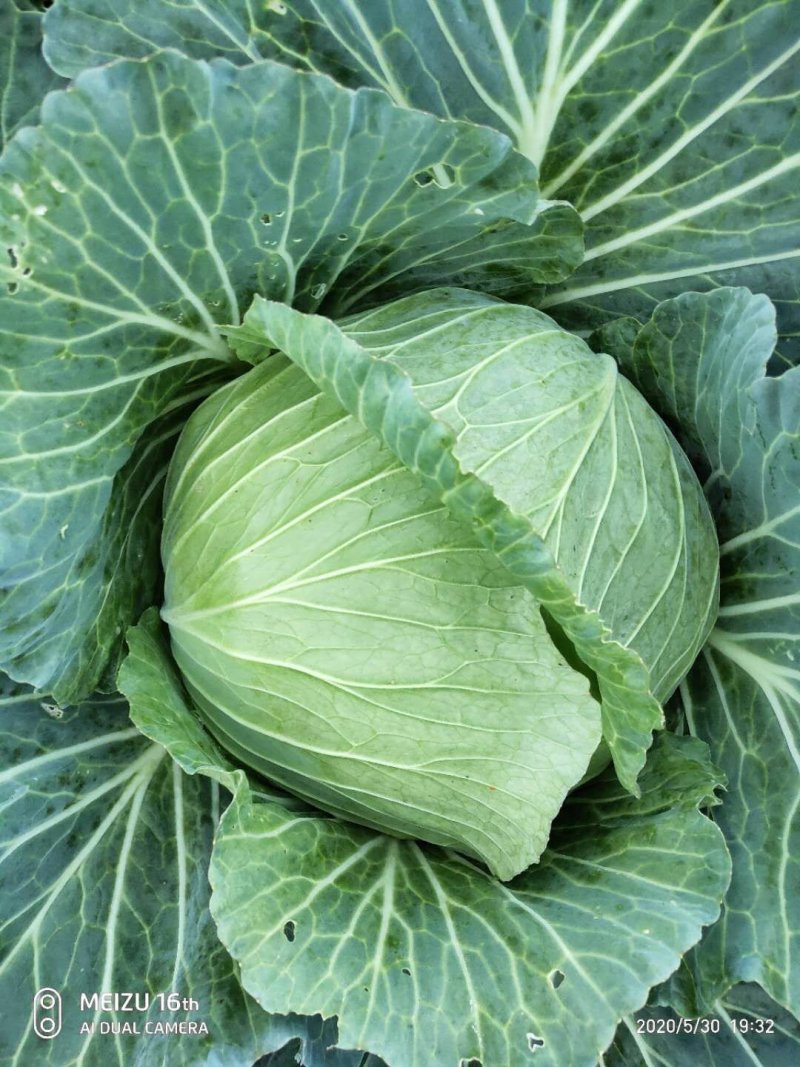 包菜
