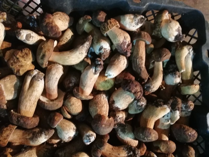 云南野生菌美味牛肝菌鲜货