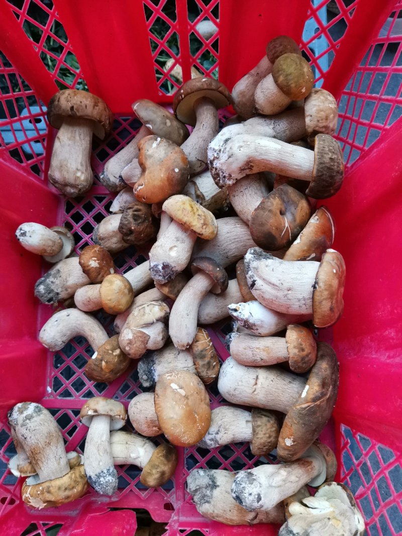 云南野生菌美味牛肝菌鲜货