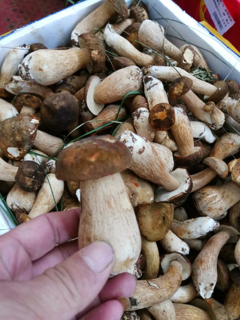 云南野生菌美味牛肝菌鲜货