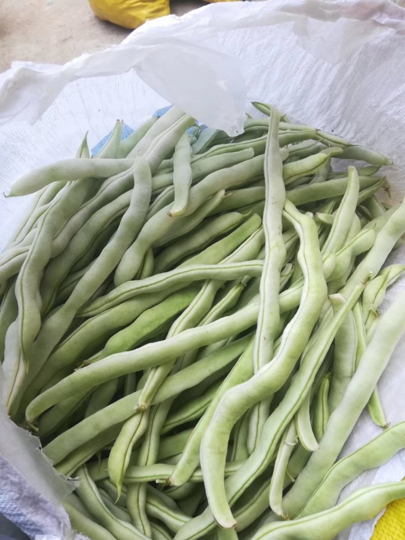 兴城市强远蔬菜交易合作社白芸豆，白条豆角，产量大，品质好