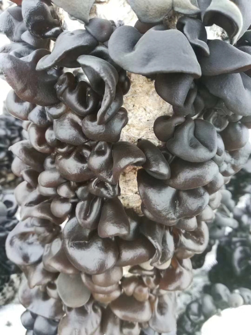 黑龙江东宁黑木耳