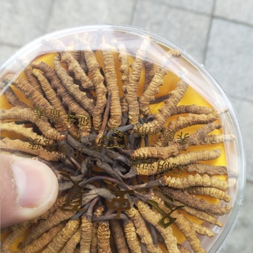 冬虫夏草