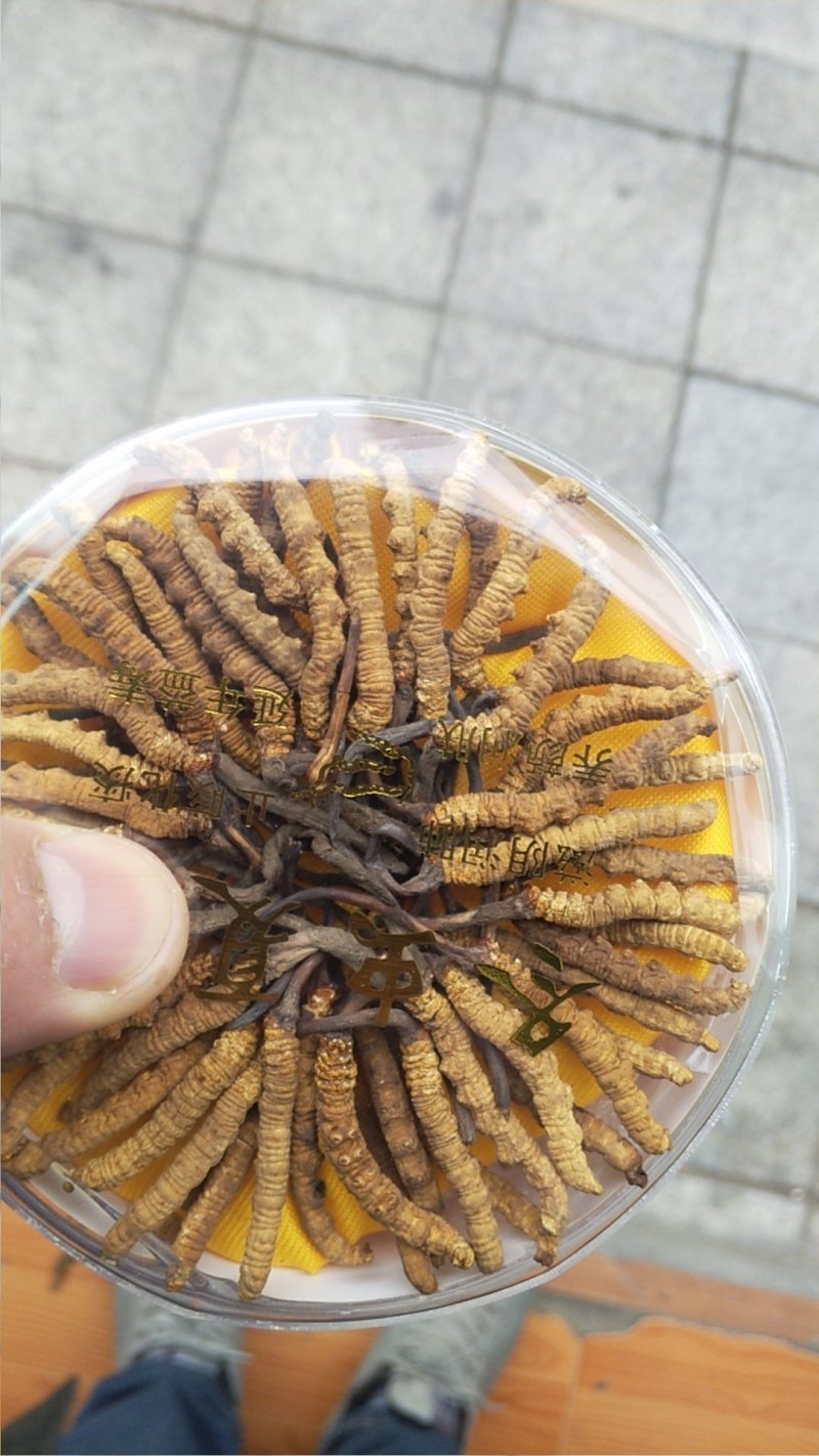 冬虫夏草