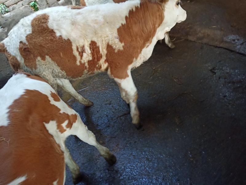 江西泰和出售放养西门塔尔牛品种纯良，欢迎咨询