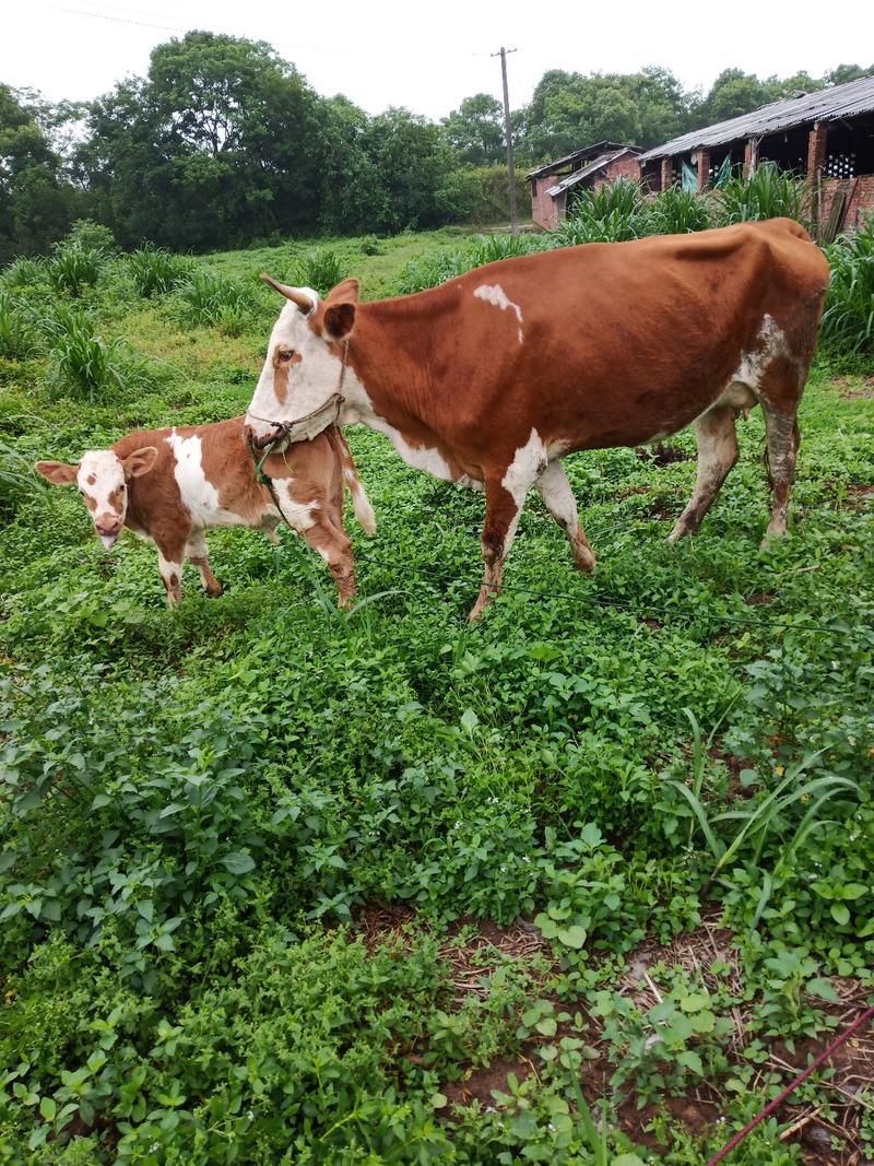 江西泰和出售放养西门塔尔牛品种纯良，欢迎咨询