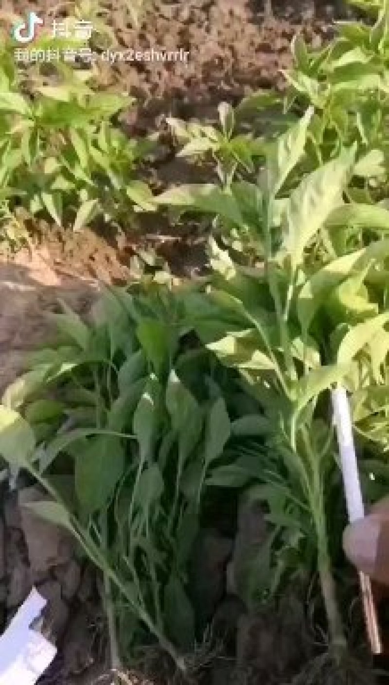 高产早熟高辣艳红高辣天宇辣椒苗