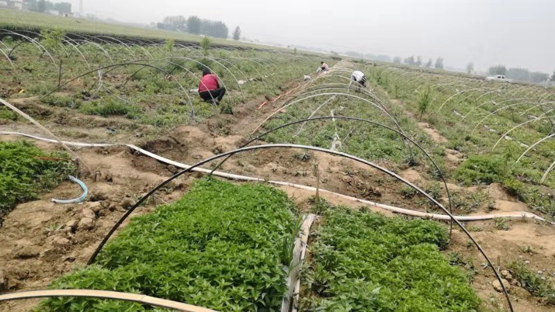 高产早熟高辣艳红高辣天宇辣椒苗