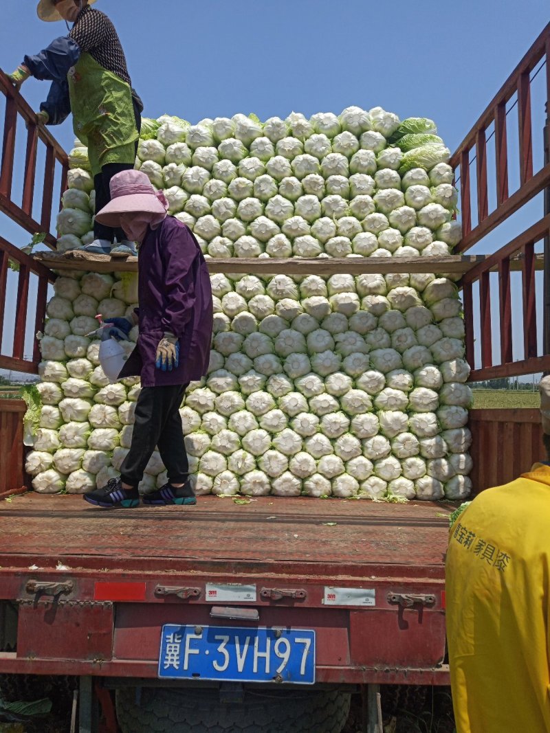 河北定州蔬菜基地黄心大白菜大量上市