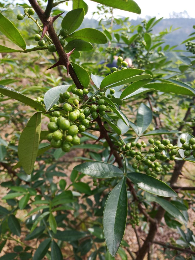 大山里的花椒，量大优惠