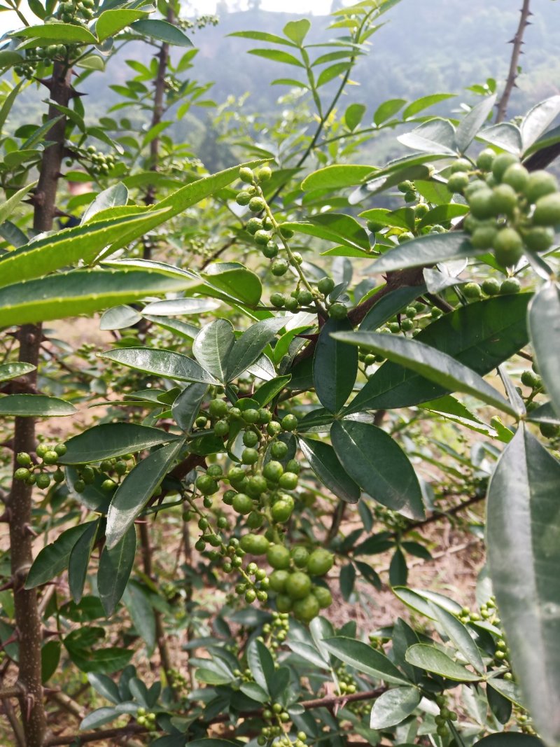 大山里的花椒，量大优惠