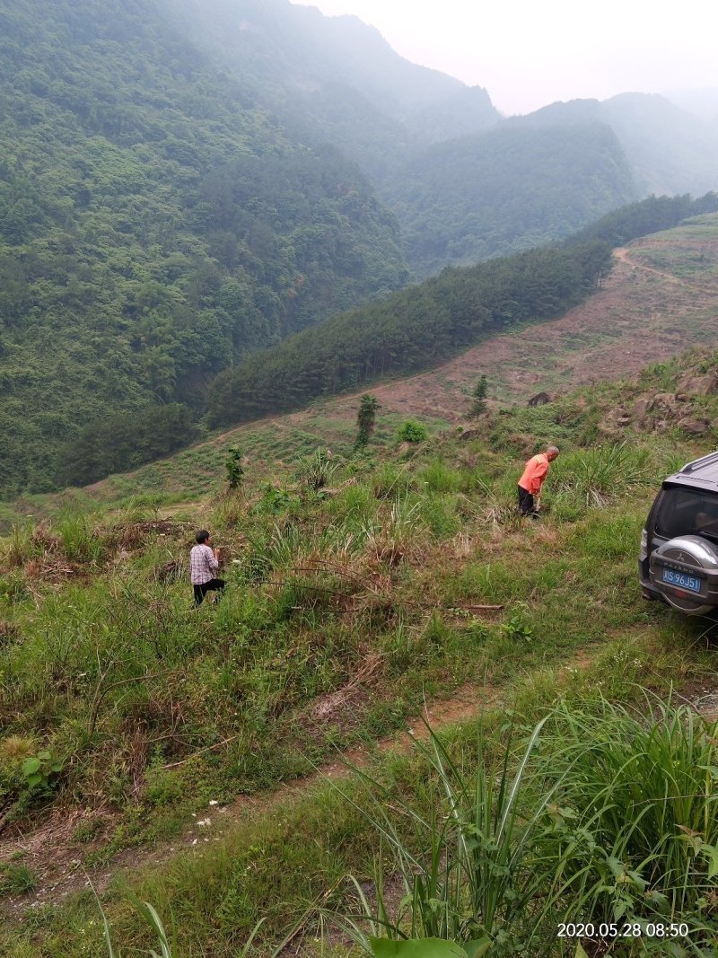 大山里的花椒，量大优惠