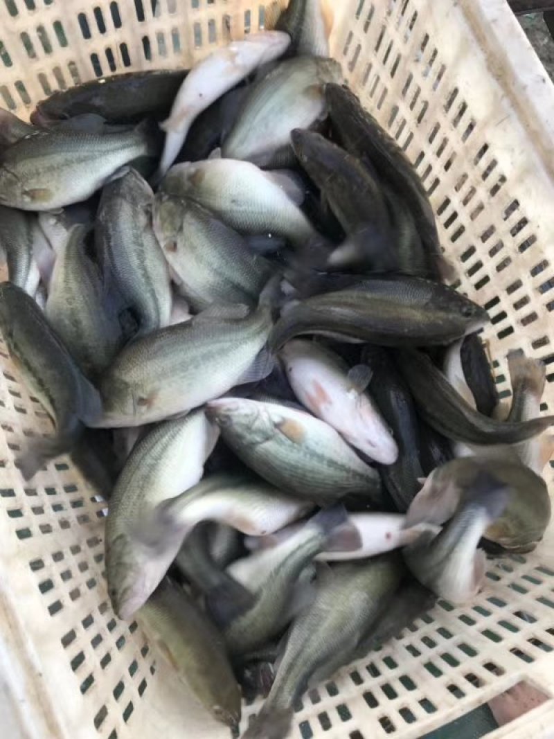鲈鱼，陕西渭南合阳黄河滩本地鲈鱼