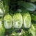 河北定州蔬菜基地黄心大白菜大量上市