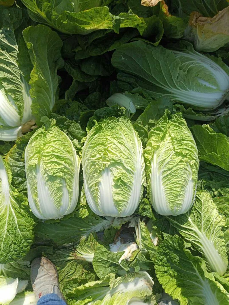 河北定州蔬菜基地黄心大白菜大量上市