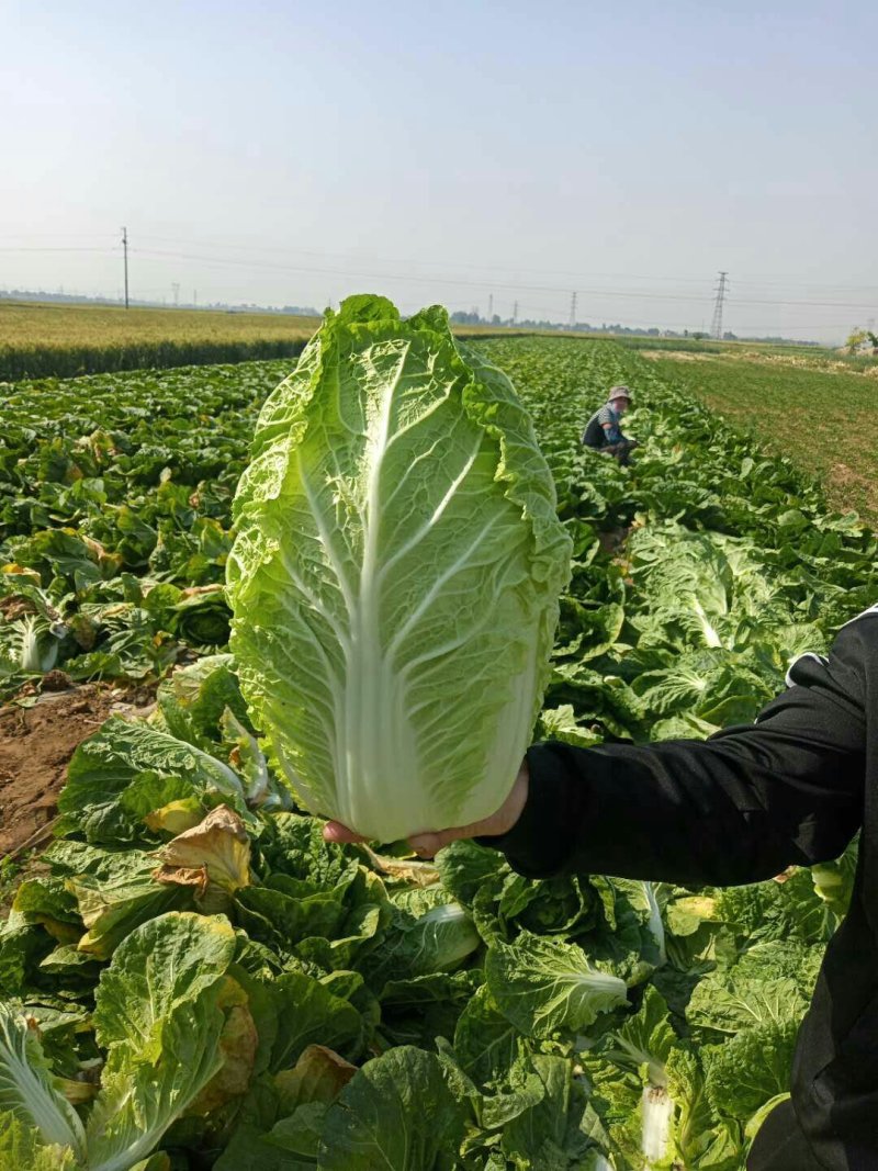 河北定州蔬菜基地黄心大白菜大量上市
