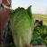 河北定州蔬菜基地黄心大白菜大量上市