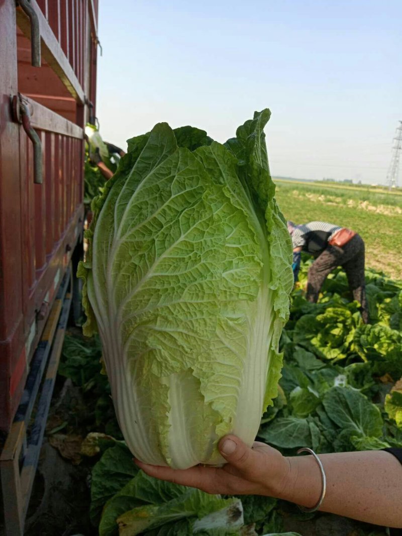 河北定州蔬菜基地黄心大白菜大量上市