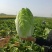 河北定州蔬菜基地黄心大白菜大量上市