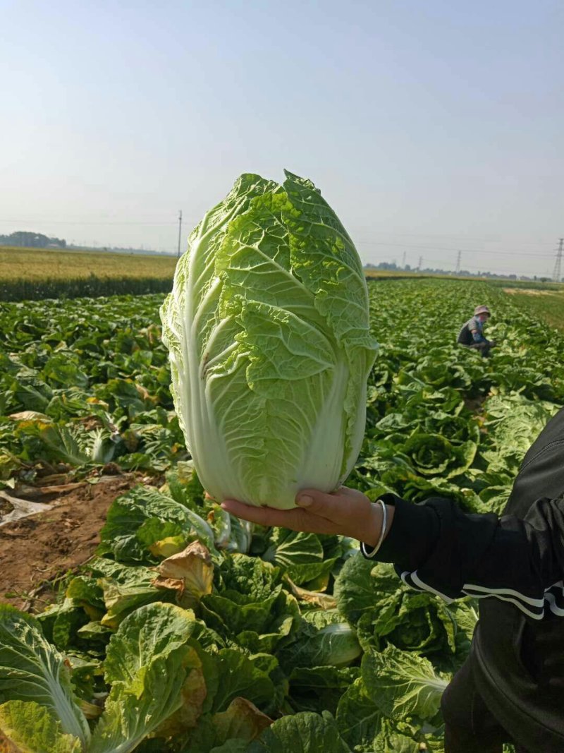 河北定州蔬菜基地黄心大白菜大量上市