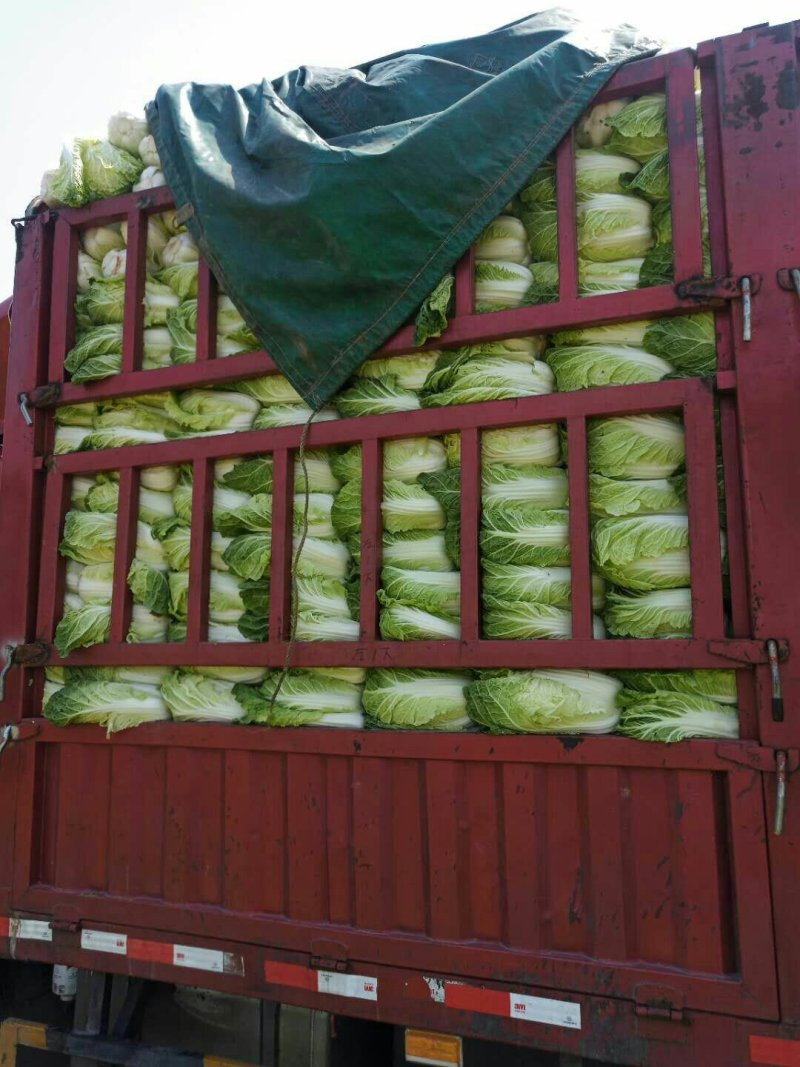 河北定州蔬菜基地黄心大白菜大量上市