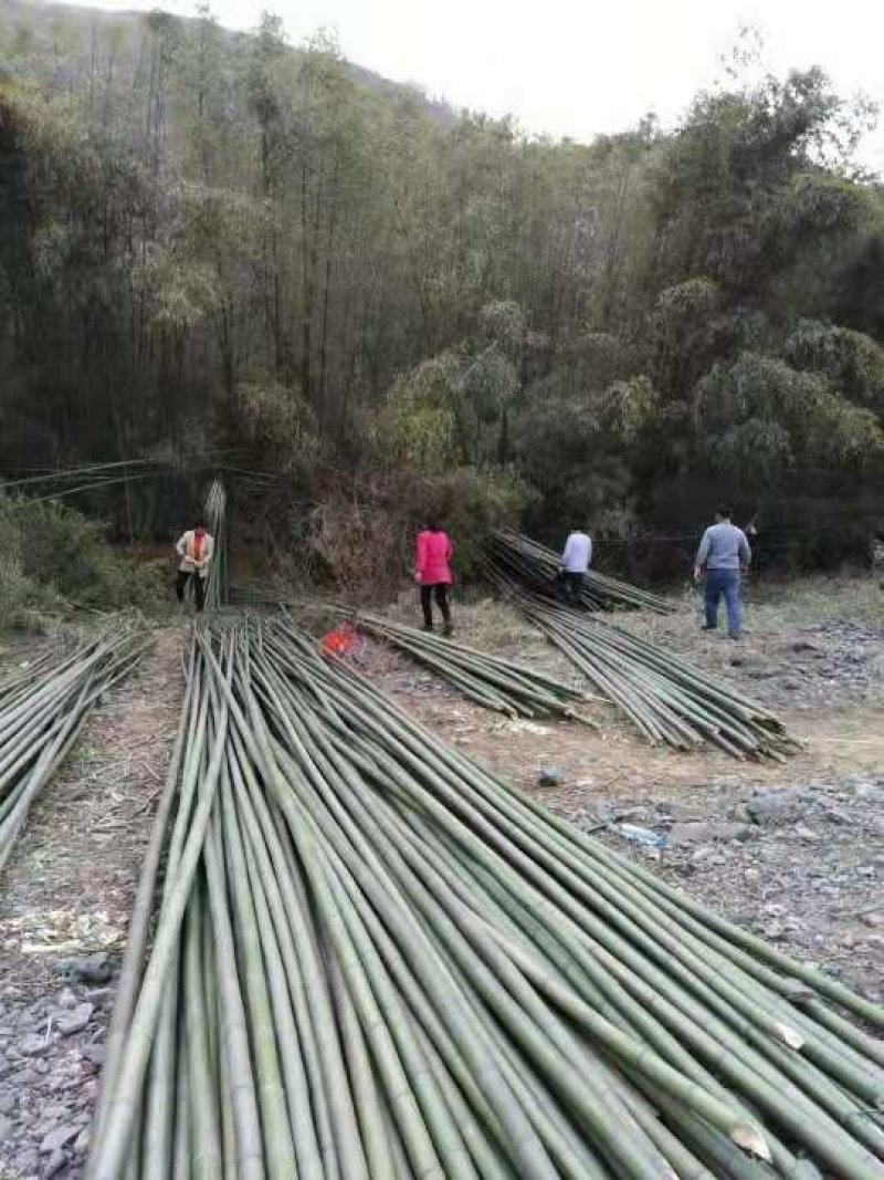竹竿果树支撑杆，菜架竹豆角架，山药架竹竿，大棚竹竿